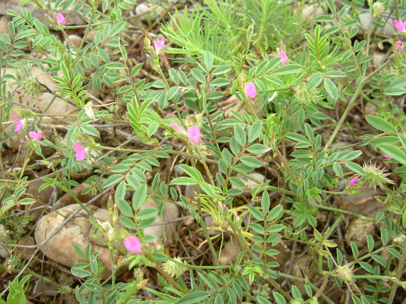 Fiori di greto 3 - Onobrychis cfr. caput-galli